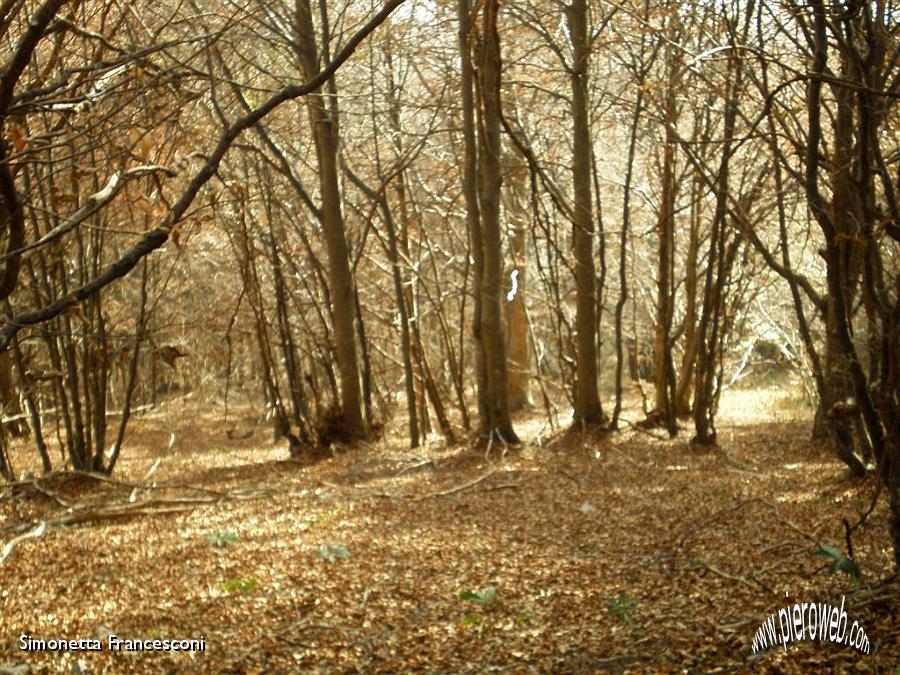 34 SENTIERO D'AUTUNNO.JPG